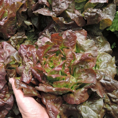 Picture of Lettuce Cervanek